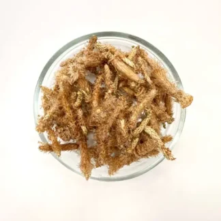 Почки сосны